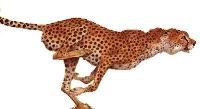 guepardo