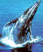 ballena