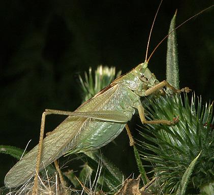 cigarra