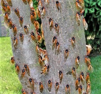 cigarras