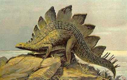 Stegosaurus