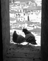 palomas